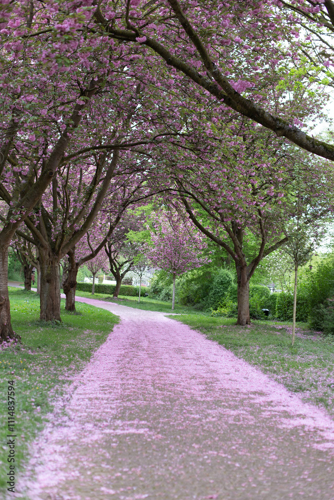 Obraz premium Cherry trees in the park.