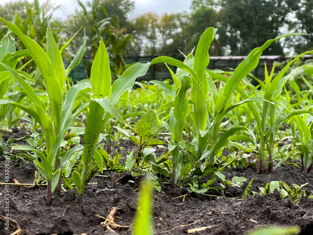 Obraz premium Sweet corn sprouts germinate on the soil in wet weather
