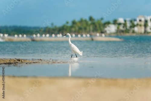 Graceful egret strolling along Dominican Republic shore photo