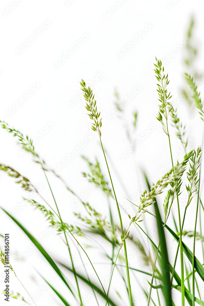 Naklejka premium Fresh spring grass isolated on white background. High quality photo