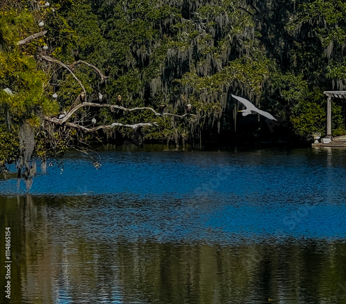 Bird over lake
