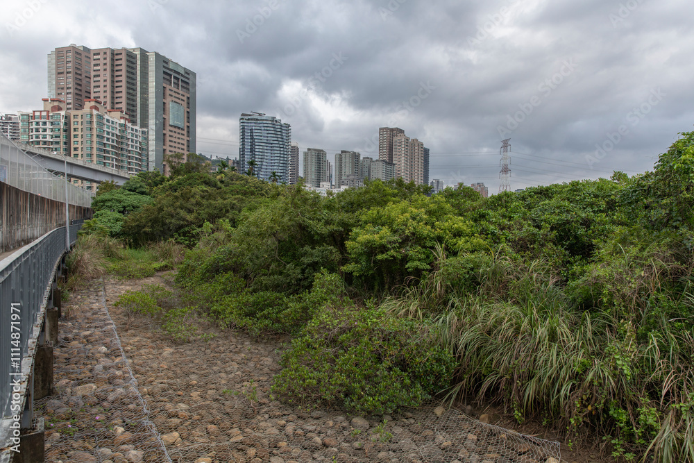 Fototapeta premium Mangrove in Tamsui , New Taipei city, Taiwan