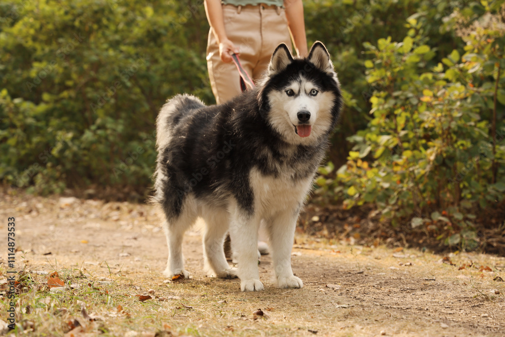 Young woman with cute Husky dog walking in park Young woman with cute Husky dog walking in park
