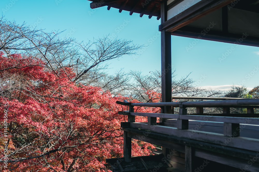 Fototapeta premium 石山寺の美しい紅葉