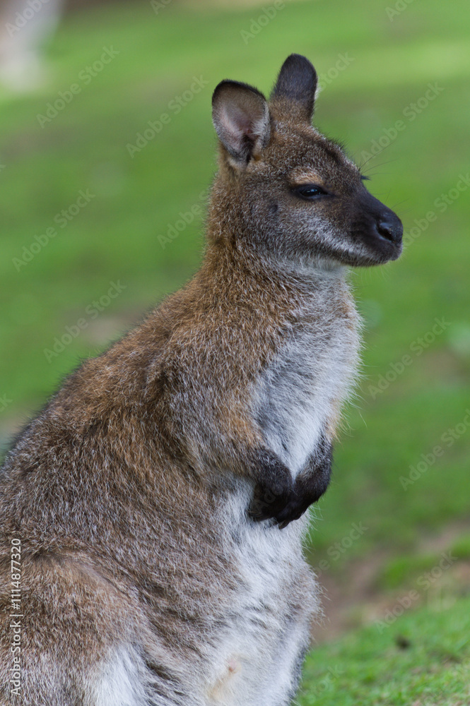 Wallaby sitting at Woburn Safari Park in Bedfordshire, England, UK.