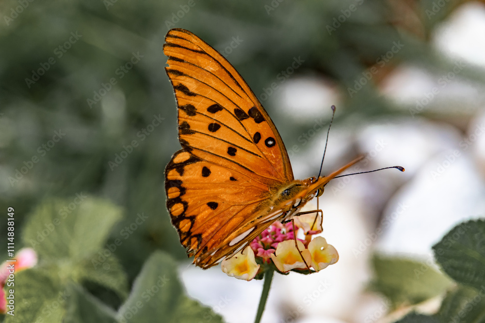 Obraz premium butterfly