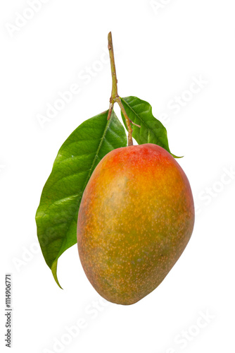 mango fruit isolated on white background with clipping path and full depth of field