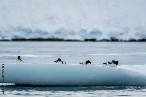 Close-up of four Cape Petrels - Daption capense- resting on an iceberg near Danco Island, on the Antarctic Peninsula