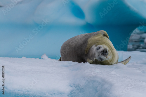 Close-up of a crabeater seal -Lobodon carcinophaga- resting on a small iceberg near the fish islands on the Antarctic peninsula