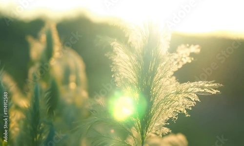 Fresh dill plants sway gracefully with soft feathery green leaves photo