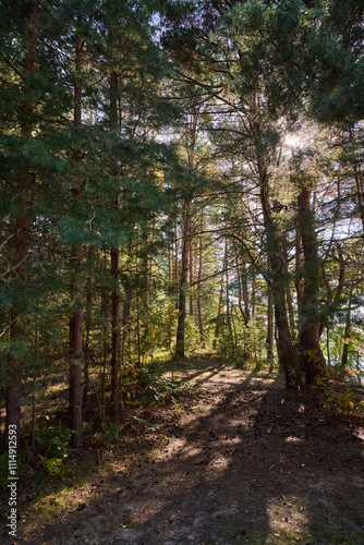 Serene Forest Landscape at Golden Hour