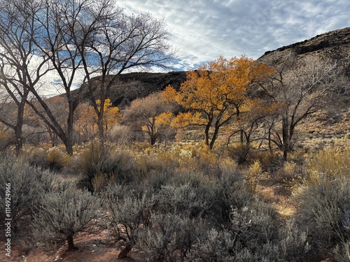 Zions National Park cliffs in November with yellow autumn leaves on the trees on Coalpits Wash Trailhead photo