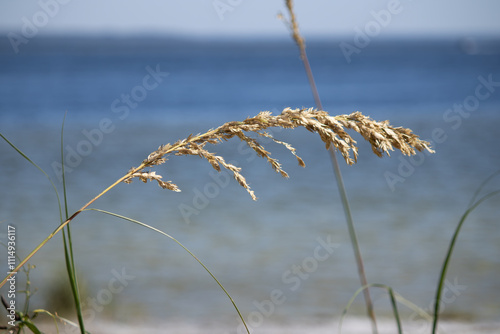 Sea grass blowing in the ocean breeze