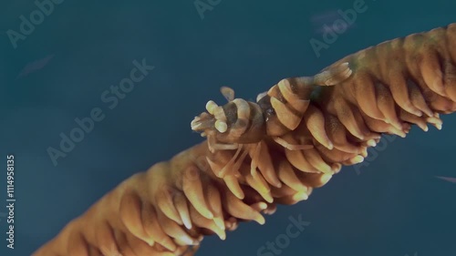 The small shrimp sits on a wire coral and changes its color to match the color of the coral it lives on. Anker’s wire coral shrimp (Pontonides ankeri) 1,5 cm, on wire corals. photo