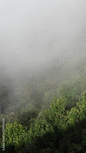 Fog moving above a rain forest in Colombia