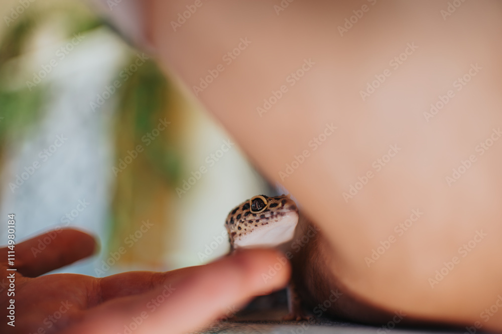 Fototapeta premium A curious lizard explores a girl's hand, showcasing trust and connection with natural light and softness.