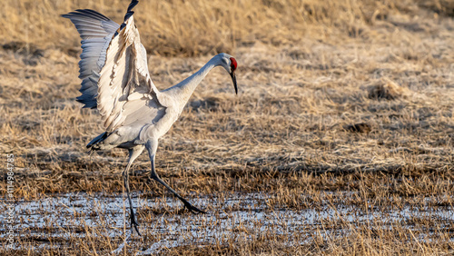 heron walking in the field