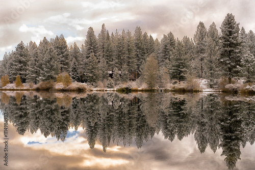 landscape with trees and snow