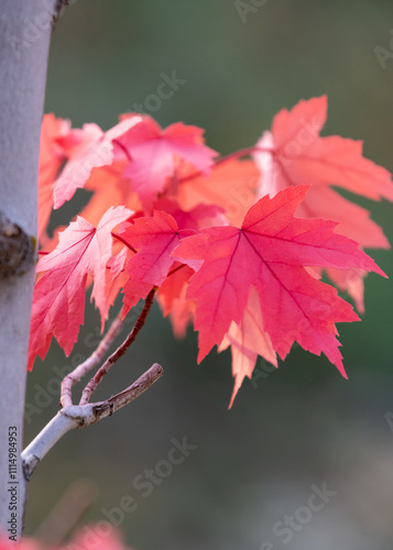 red maple leaves