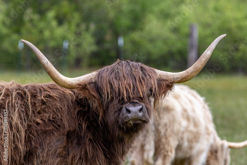 scottish highland cow