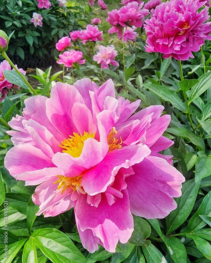 Obraz premium Peonies