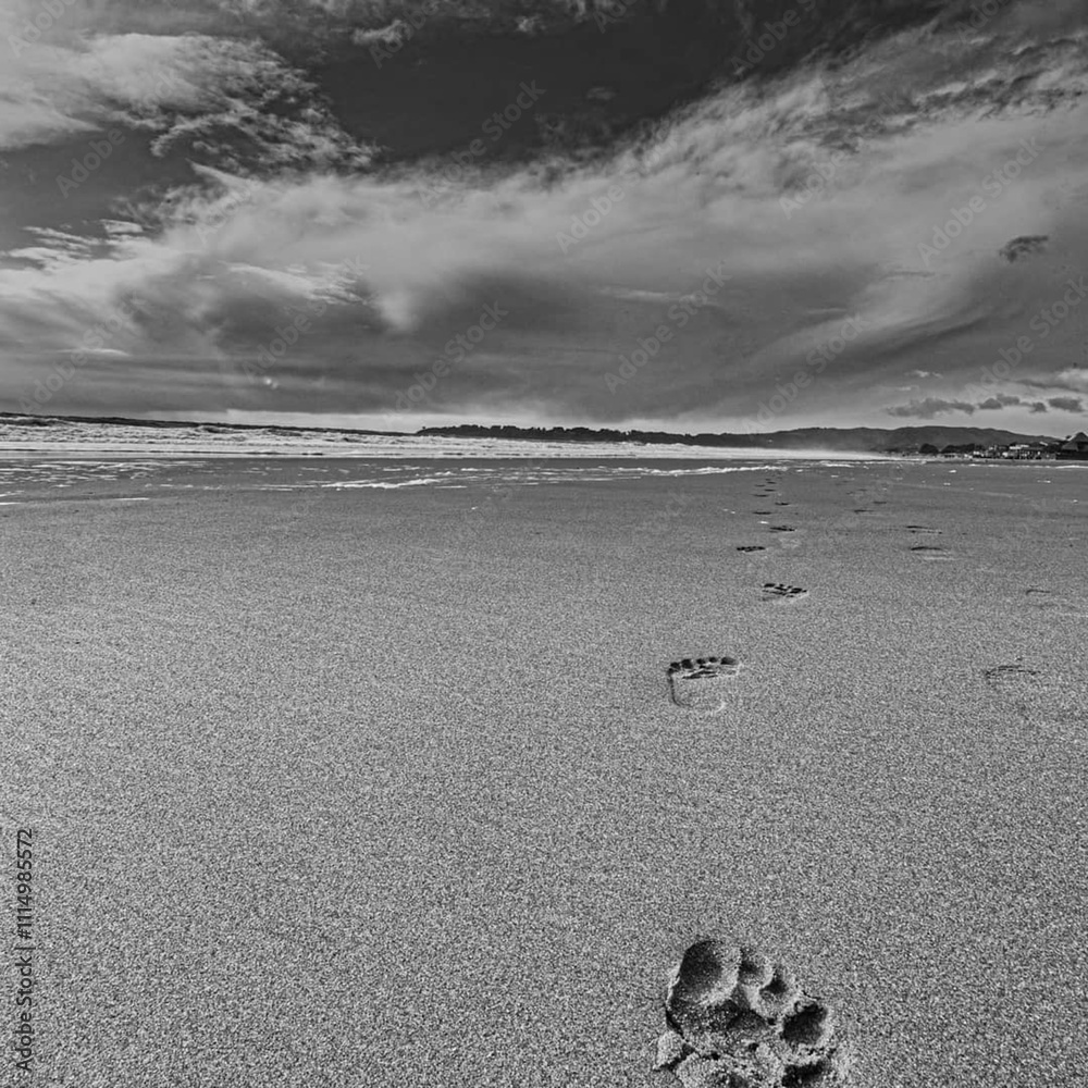 Obraz premium footprints in the sand