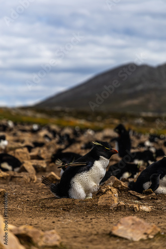  Pingüinos Rockhopper anidando  en las rocas photo