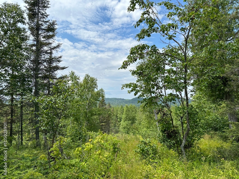 Fototapeta premium Forest Mountain View 