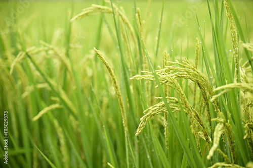 Rice spikelet formation is vital in rice growth, directly impacting harvest. Scientific field management and timely measures boost spikelet formation, improving rice yield and quality. photo