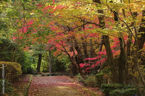 覆いかぶさるようなもみじの葉の下を歩く公園の散策路