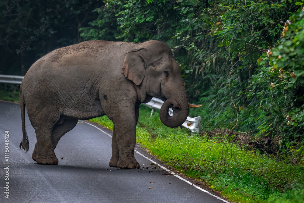 Fototapeta premium Elephants are large mammals and are the largest land animals. Wild elephants eat plants. They are big, have a small head, big legs, and have a trunk that reaches to the ground. That trunk is the nose.
