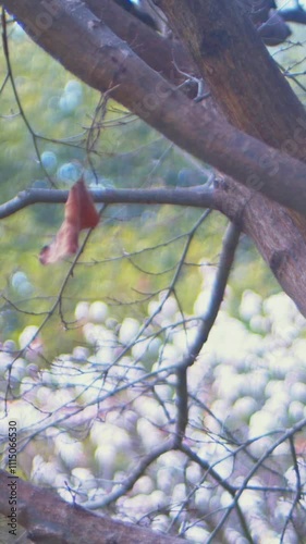 木枯らしに吹かれて今にも木の枝から落ちてしまいそうな一枚の枯葉　縦動画