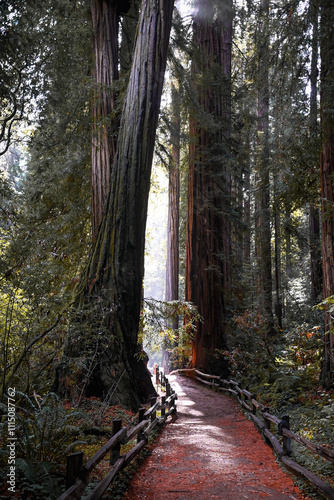 Light shining through the red wood forest  photo