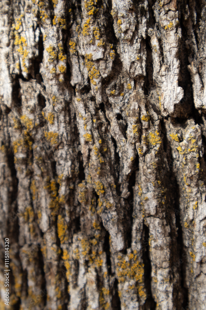 Obraz premium oak tree