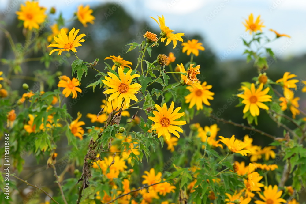 Φωτογραφία Beautiful of yellow flowers in the garden is blooming