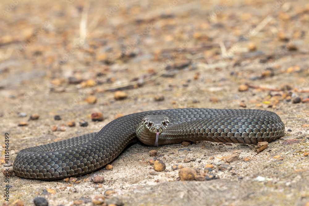 Fototapeta premium Australian Pygmy Copperhead Snake flickering it's tongue