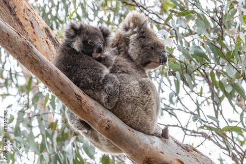 Australian Koala with joey on her back photo