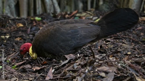 The Australian brushturkey, Australian brush-turkey, or gweela, also frequently called the scrub turkey or bush turkey, is a common, widespread species of mound-building bird.