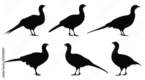 Set of pheasant bird silhouettes in various poses. isolated vector on white background.