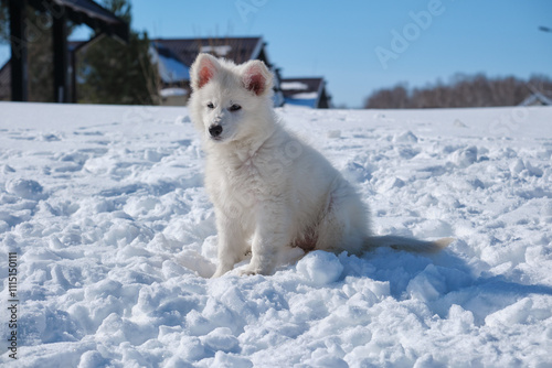 White Swiss Shepherd puppy sits on the snow in a snowy garden in a cottage village in winter. photo