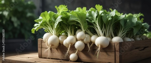 Asian white radish on seed box with lush greenery, greenery, nature photo