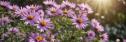 Delicate purple petals of Aster amellus flower spreading wide on a sunny morning, purple flowers, asters blooming, sunlit garden