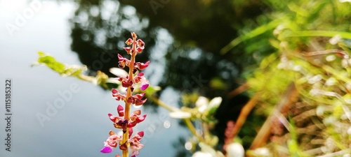 weeds overwhelm banana trees