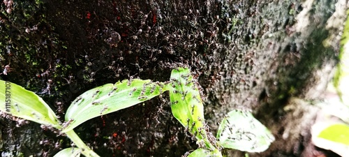 black ants dominate the weeds