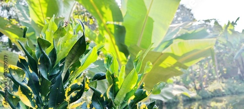 small leafed croton plant with green and yellow threads 2