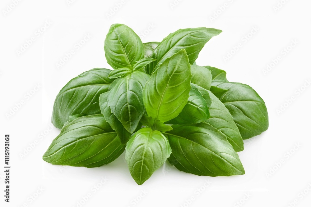 Sweet basil herb leaves, close-up, isolated on white background. Fresh Genovese basil. Sweet basil herb leaves, close-up, isolated on white background. Fresh Genovese basil.