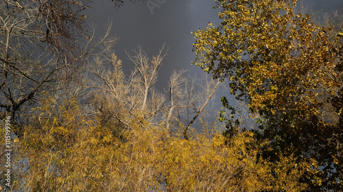 Forest, woods and stream with trees, bushes, leaves and weeds in the late autumn time of year.