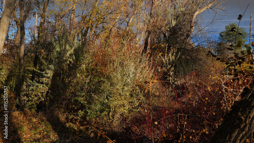 Forest, woods and stream with trees, bushes, leaves and weeds in the late autumn time of year.