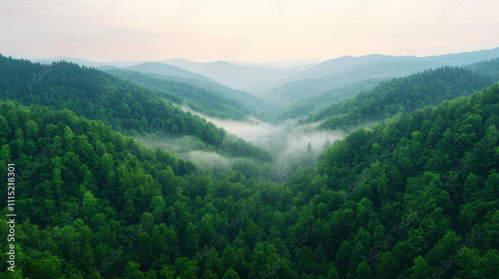 Naklejka premium natural transpiration process concept. serene forest valley with mist rising at dawn