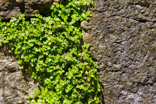 Small leaf green plant growing in a gap between rocks